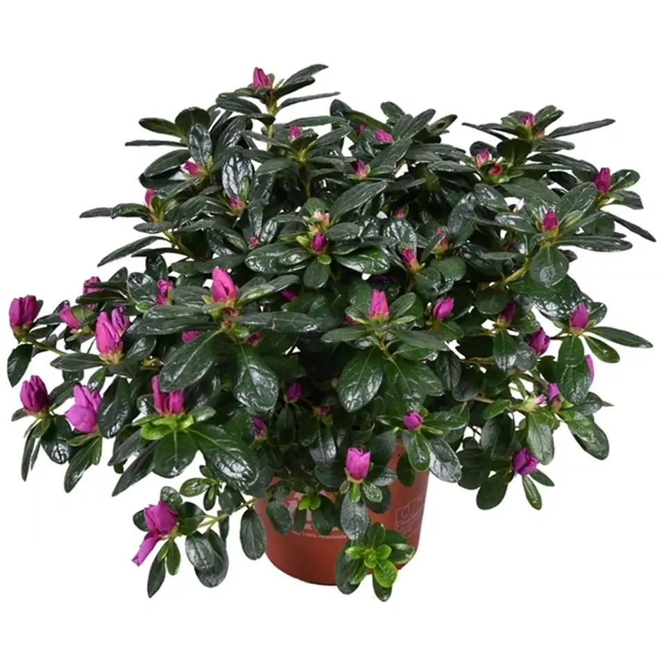Рододендрон D14 H27 - Rhododendron simsii violet
