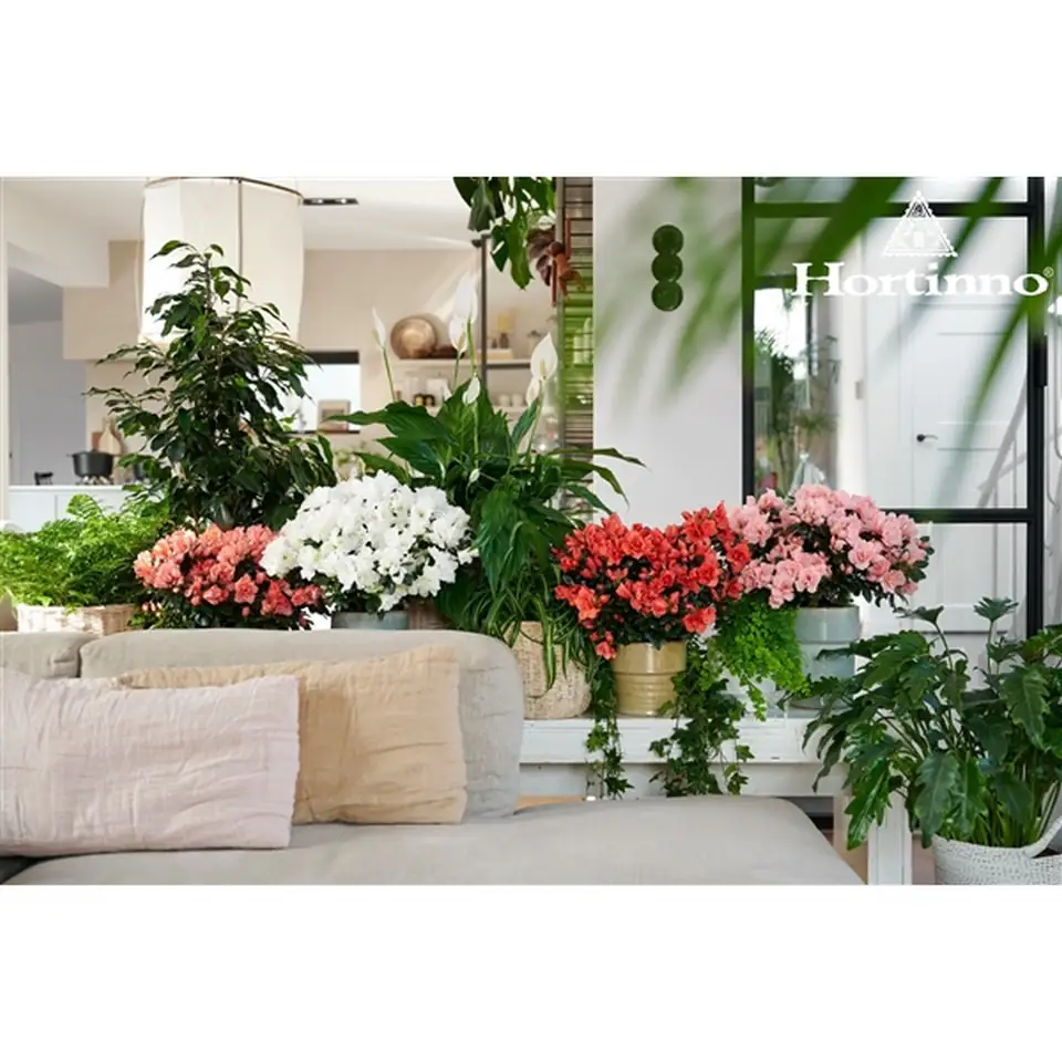 Рододендрон D14 H27 - Rhododendron simsii violet - Image 2