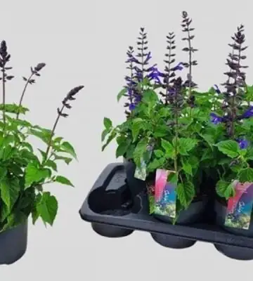 Салвия D17 H65 - Salvia Salgoon Lake Blueberry