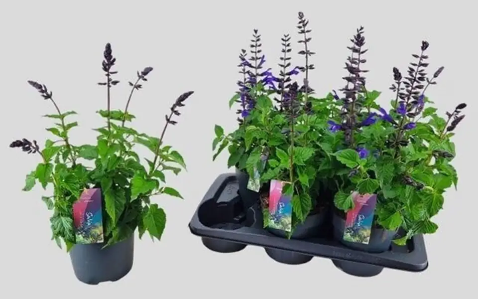 Салвия D17 H65 - Salvia Salgoon Lake Blueberry