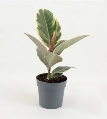 Фикус D12 H30 - Ficus elastica Tineke