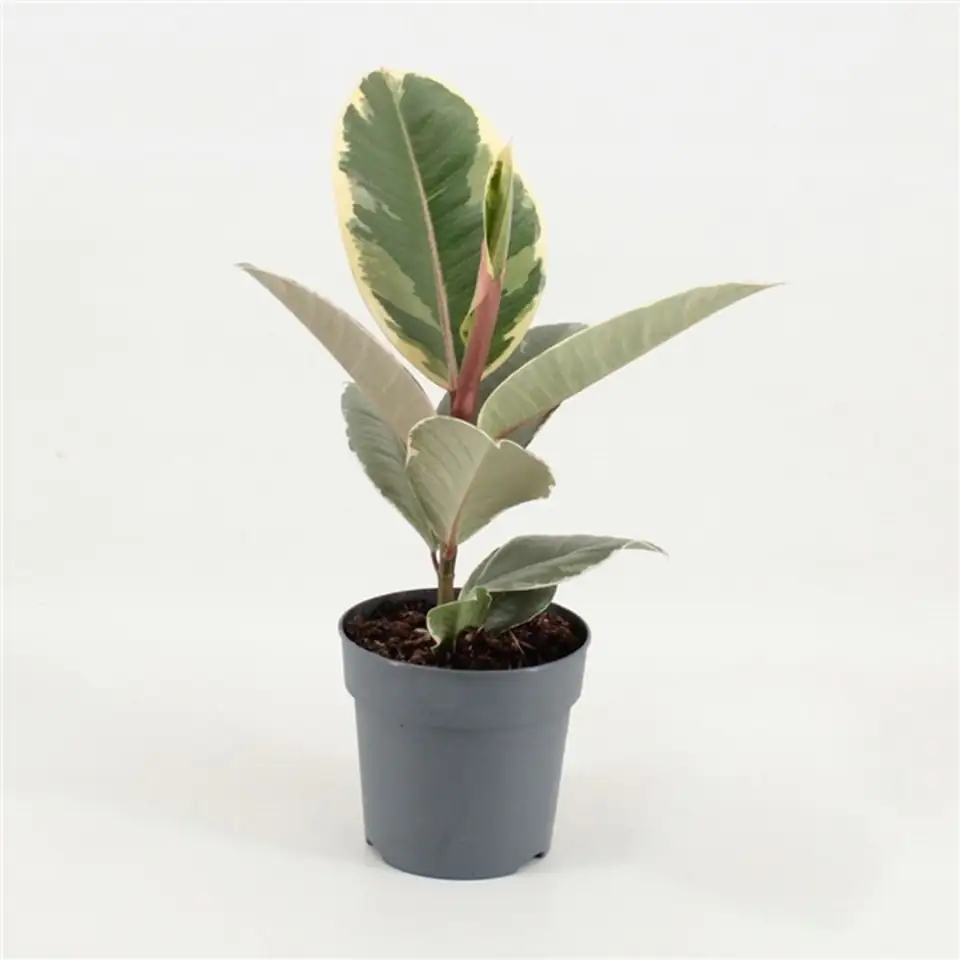 Фикус D12 H30 - Ficus elastica Tineke