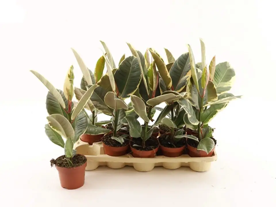 Фикус D12 H30 - Ficus elastica Tineke - Image 2