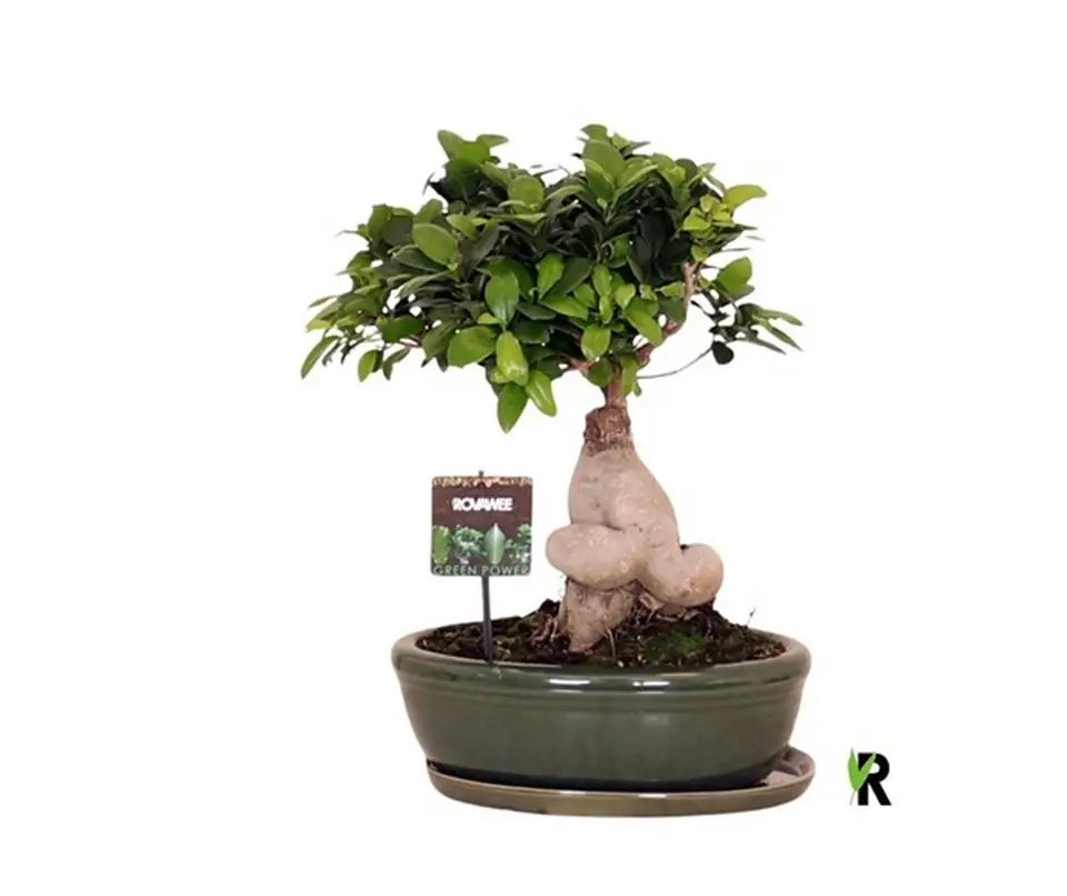 Фикус D30 H45 - Ficus Microcarpa Ginseng