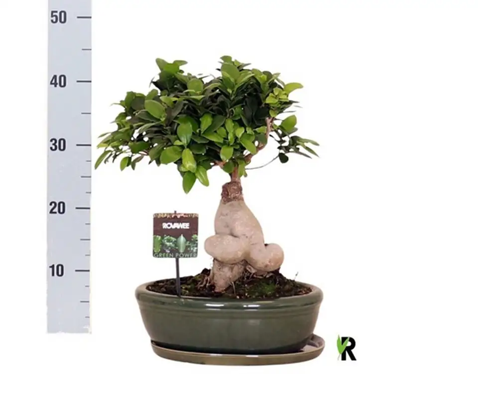 Фикус D30 H45 - Ficus Microcarpa Ginseng - Image 2