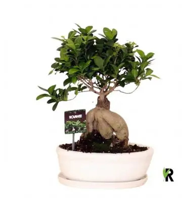 Фикус D30 H45 - Ficus Microcarpa Ginseng