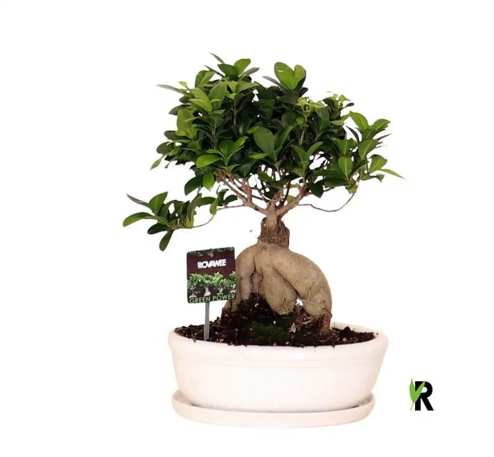 Фикус D30 H45 - Ficus Microcarpa Ginseng