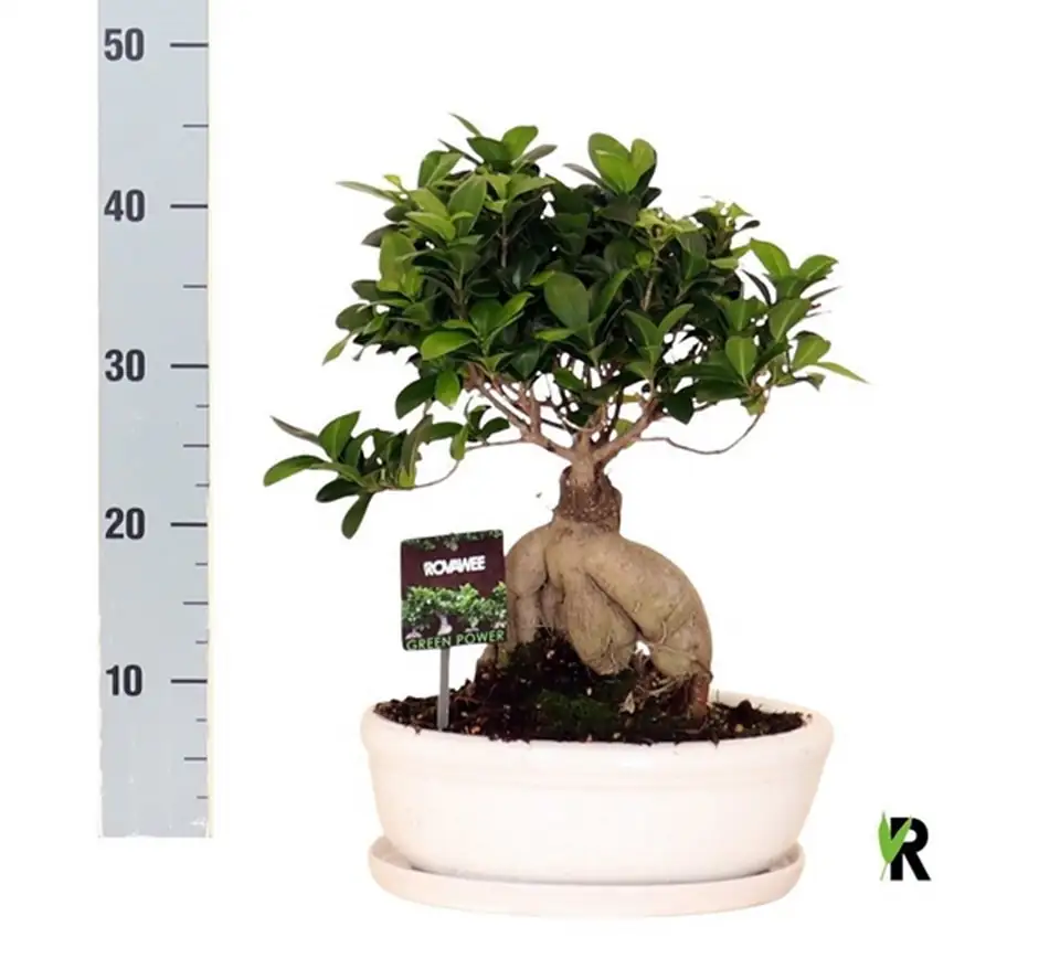 Фикус D30 H45 - Ficus Microcarpa Ginseng - Image 2
