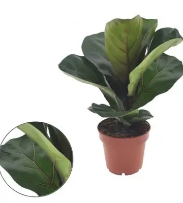 Фикус D12 H30 - Ficus Lyrata Bambino