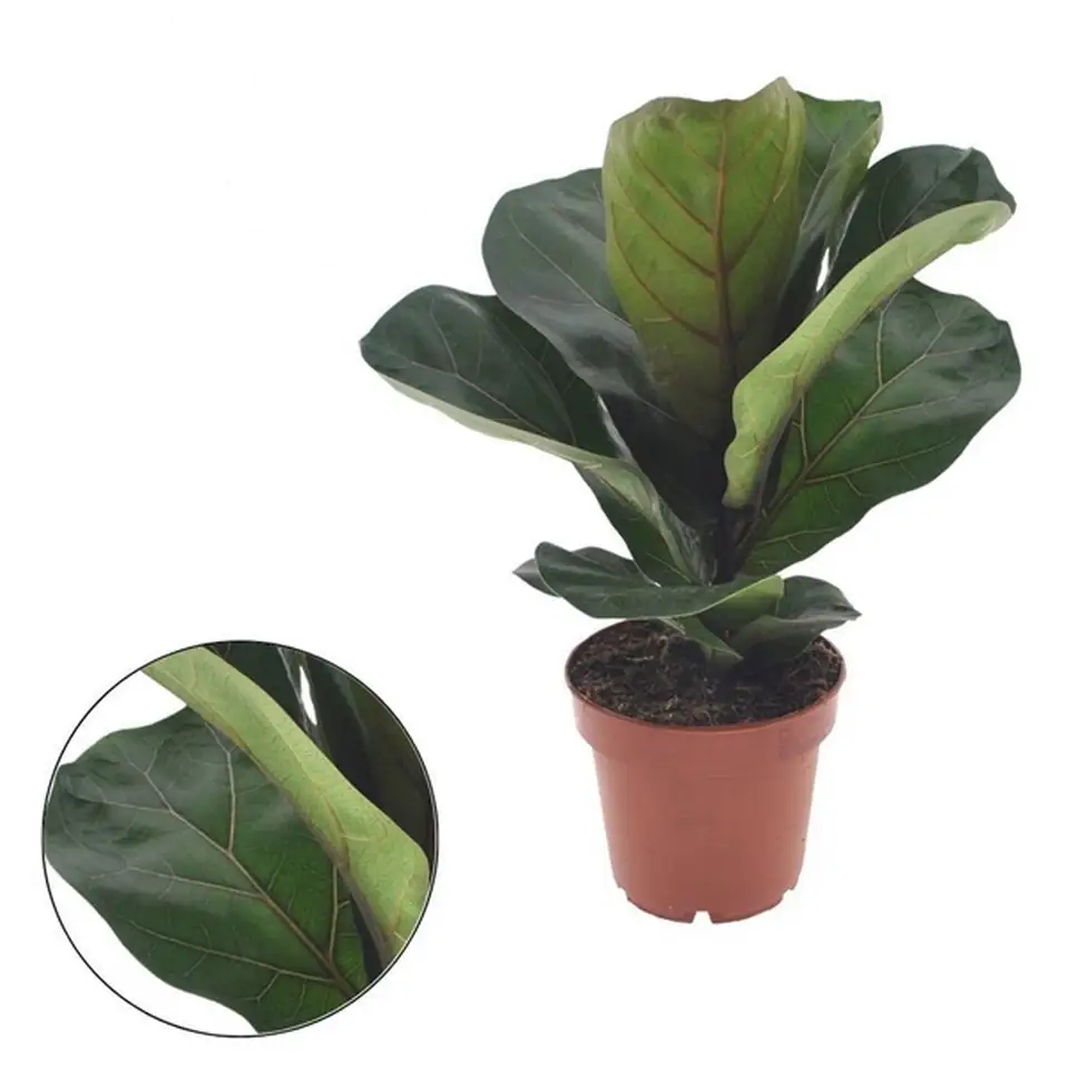 Фикус D12 H30 - Ficus Lyrata Bambino