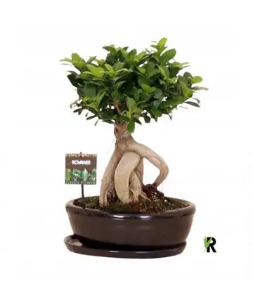НАЧАЛО 2 Фикус D30 H45 - Ficus Microcarpa Ginseng