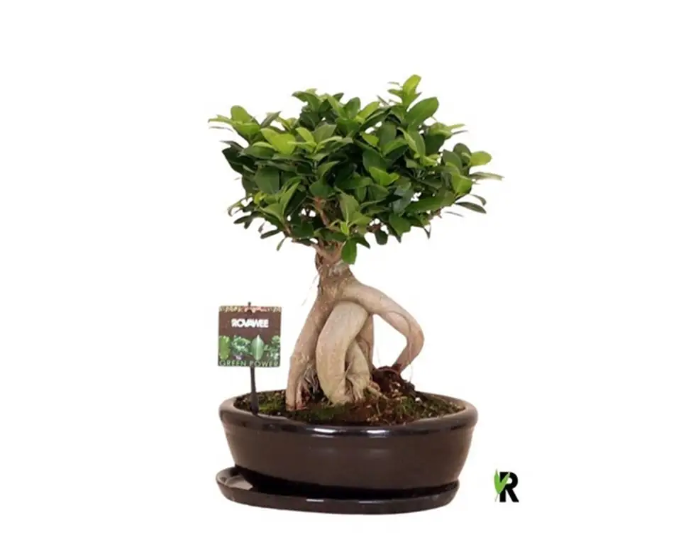 Фикус D30 H45 - Ficus Microcarpa Ginseng