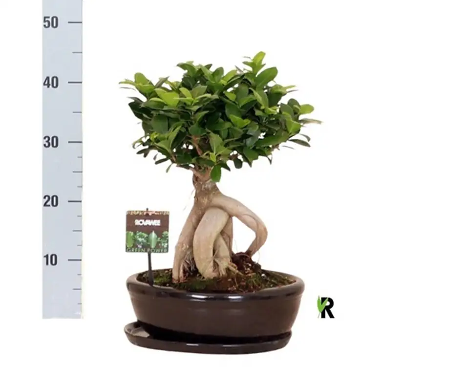 Фикус D30 H45 - Ficus Microcarpa Ginseng - Image 2