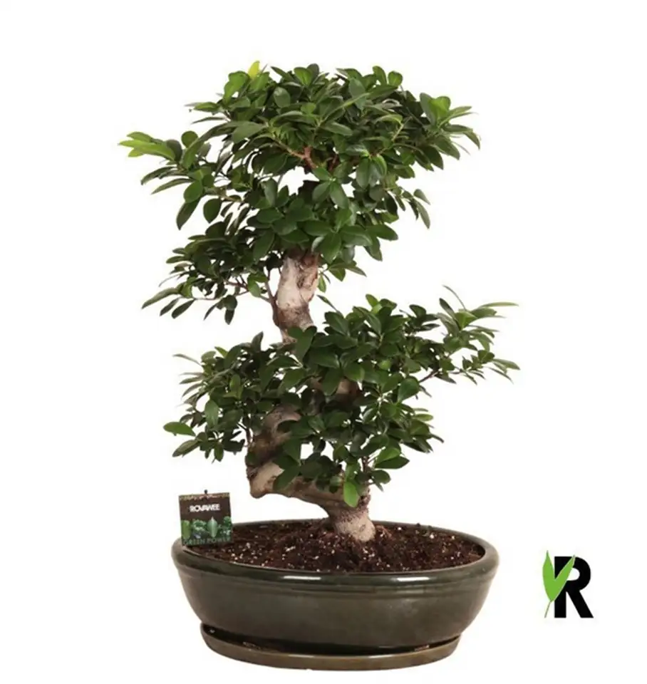 Фикус D45 H85 - Ficus Microcarpa Ginseng