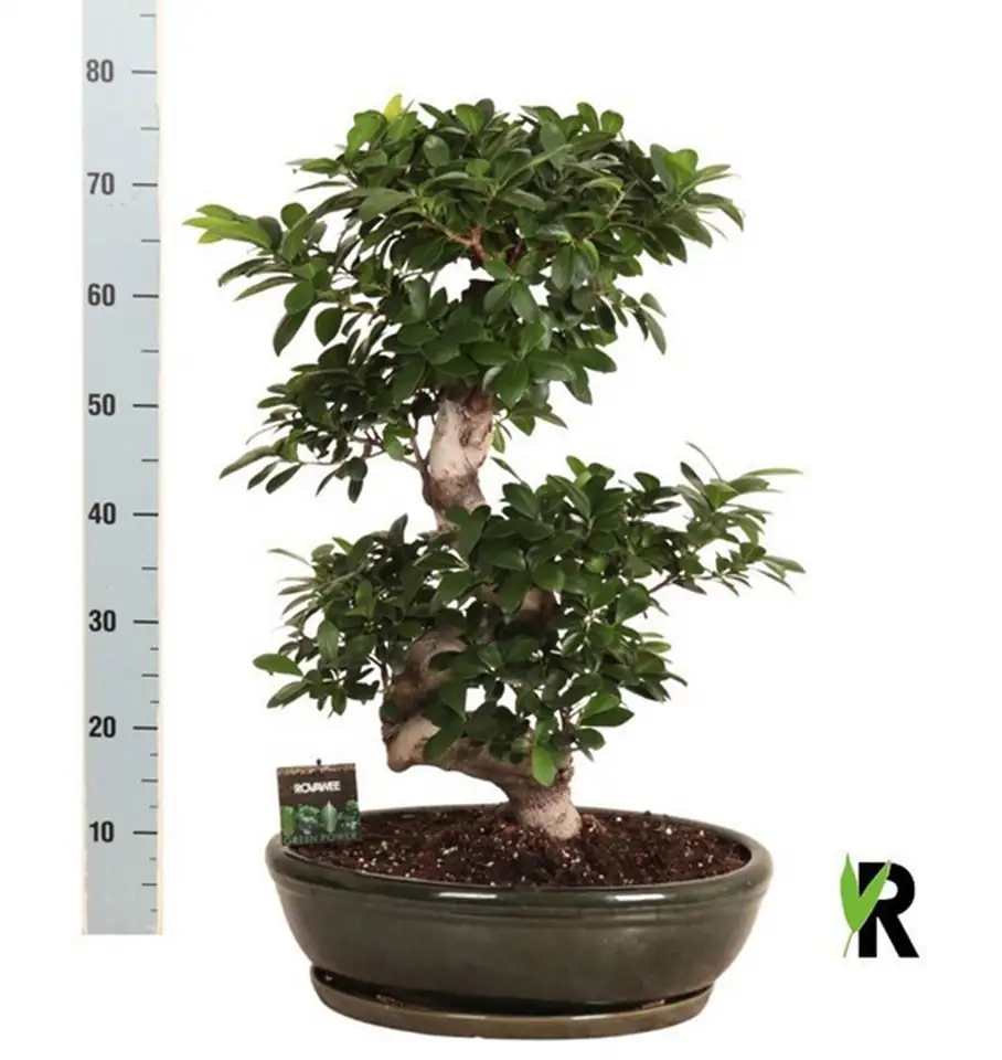 Фикус D45 H85 - Ficus Microcarpa Ginseng - Image 2
