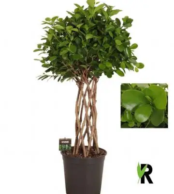 Фикус D27 H110 - Ficus Microcarpa Moclame