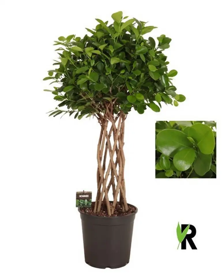 Фикус D27 H110 - Ficus Microcarpa Moclame