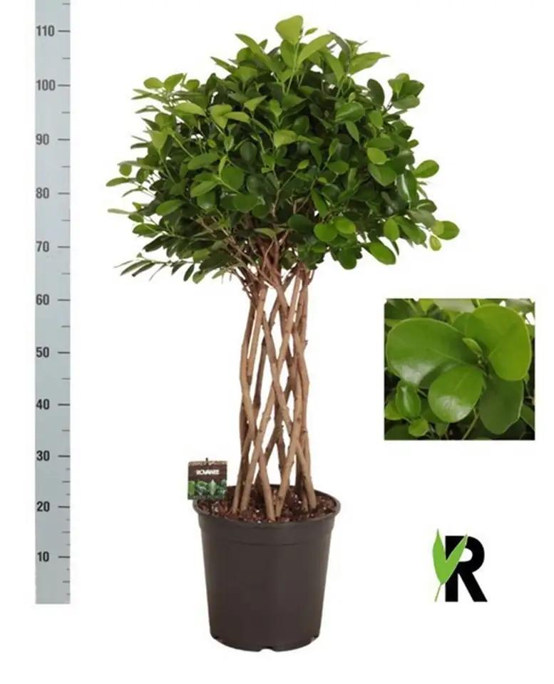 Фикус D27 H110 - Ficus Microcarpa Moclame - Image 2