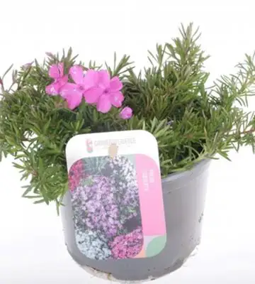 Флокс D11 H21 - Phlox subulata