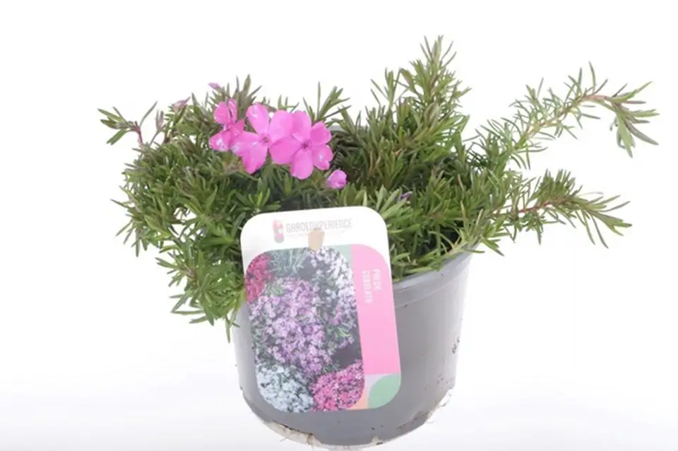 Флокс D11 H21 - Phlox subulata