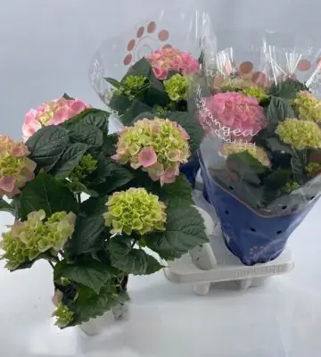 Хортензия D14 H35 - Hydrangea mac Sarena