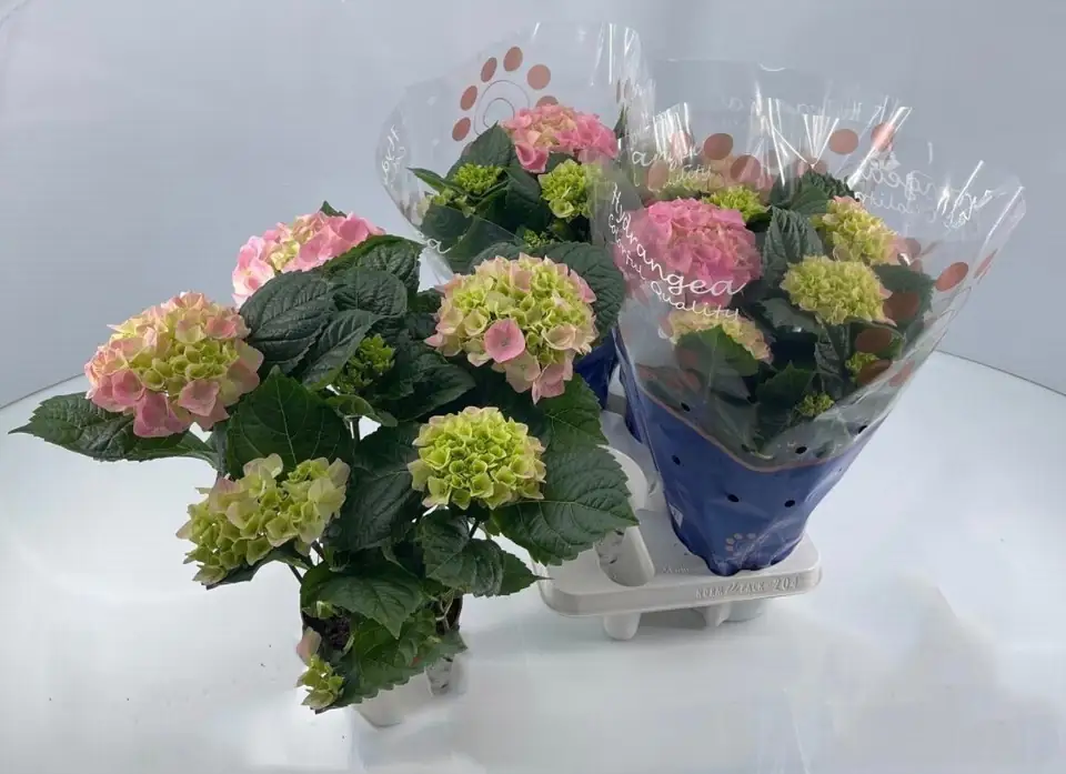 Хортензия D14 H35 - Hydrangea mac Sarena 1 Хортензия D14 H35 - Hydrangea mac Sarena