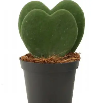 Хоя D7 H12 - Hoya Kerrii 2