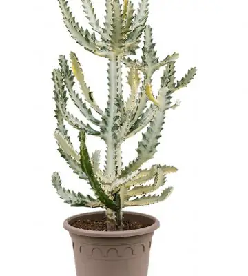 Еуфорбиа D27 H80 - Euphorbia lactea Ghost