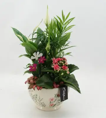 Аранжировка D17 H40 - Plant arrangement
