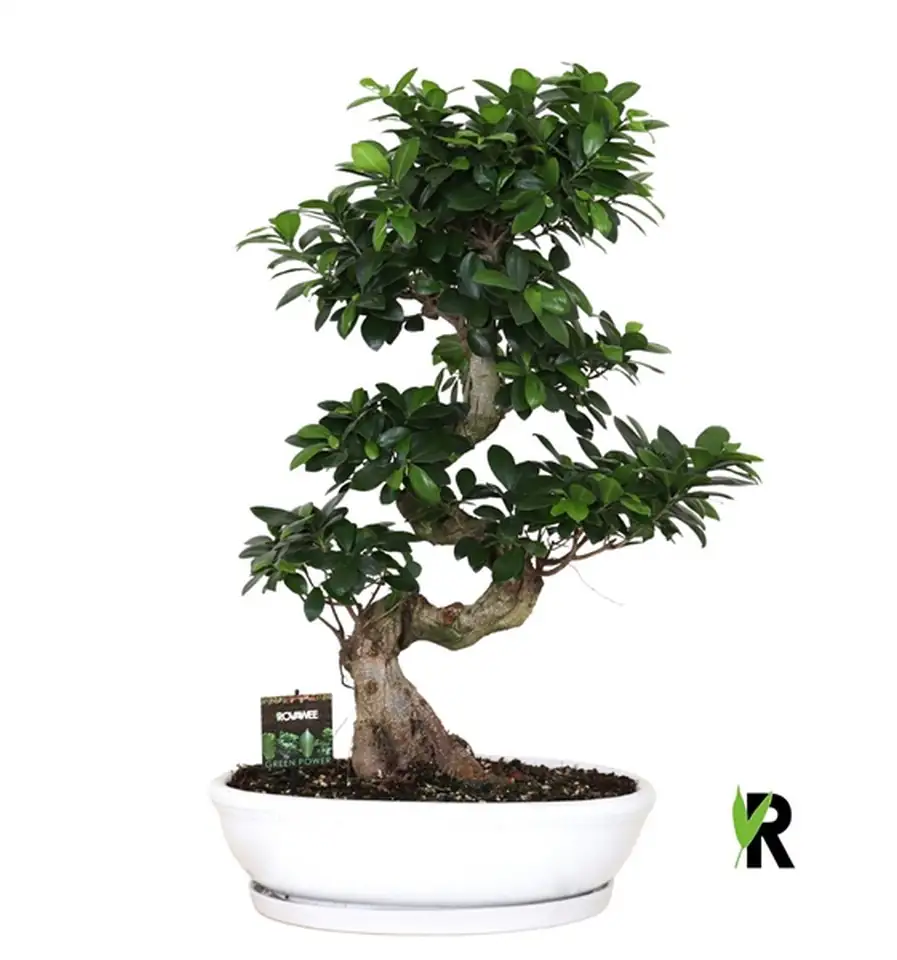 Фикус D45 H85 - Ficus Microcarpa Ginseng