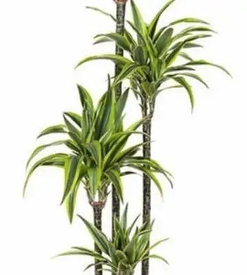 Драцена D24 H140 - Dracaena Lemon Lime 3pp