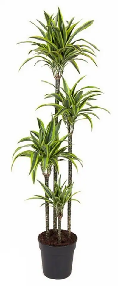 Драцена D24 H140 - Dracaena Lemon Lime 3pp
