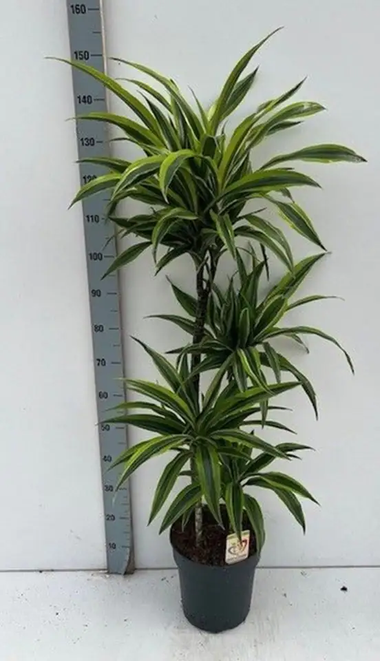 Драцена D24 H140 - Dracaena Lemon Lime 3pp - Image 2
