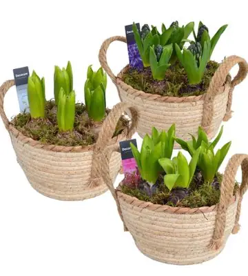 Зюмбюли 5бр в кош D18 H18 - Hyacinth arrangement