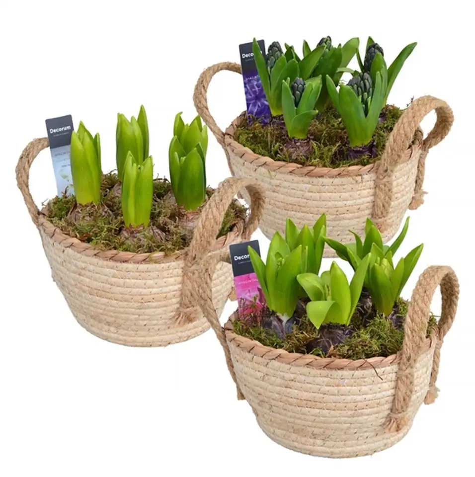 Зюмбюли 5бр в кош D18 H18 - Hyacinth arrangement