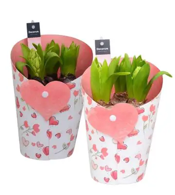 Зюмбюли 3бр D14 H21 - Hyacinth arrangement