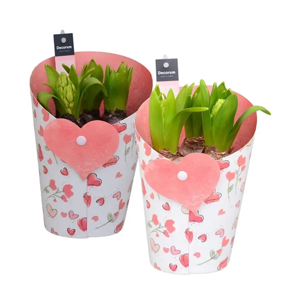 Зюмбюли 3бр D14 H21 - Hyacinth arrangement