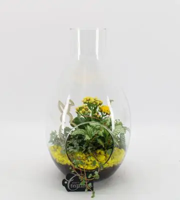 Растения в стъклен съд D17 H30 - Terrarium