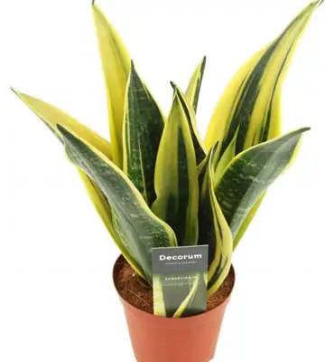 Сансевиера D12 H30 - Sanseviera Golden Flame