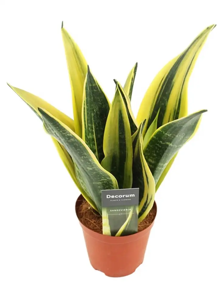 Сансевиера D12 H30 - Sanseviera Golden Flame