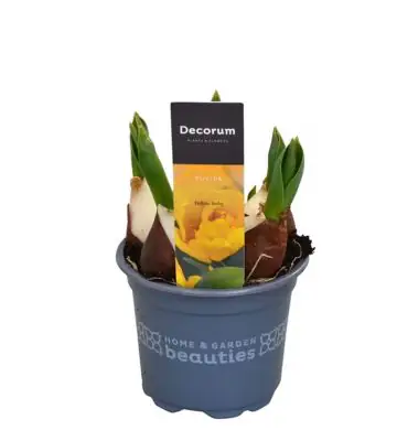 Лале D9 H15 - Tulipa Yellow Baby