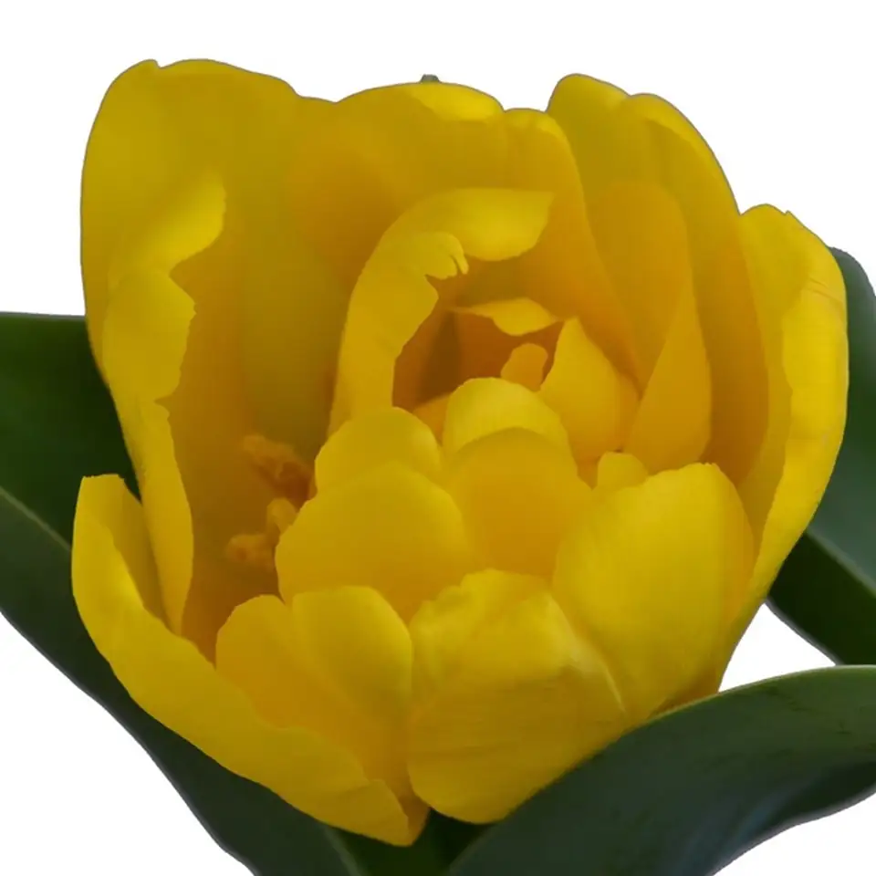 Лале D9 H15 - Tulipa Yellow Baby - Image 2