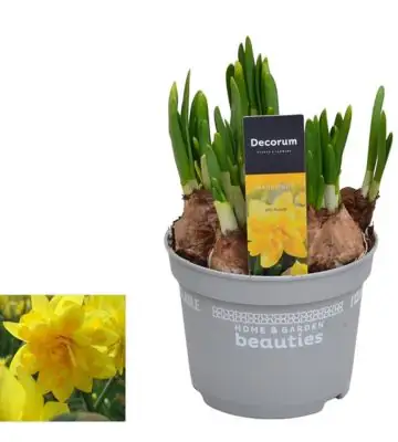 Нарциси D12 H18 - Narcissus Tete Boucle