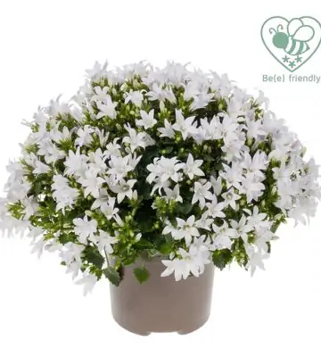 Кампанула D12 H25 - Campanula Ambella White