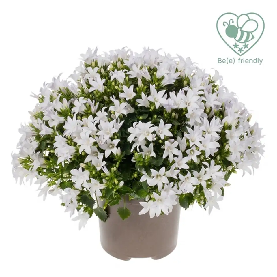 Кампанула D12 H25 - Campanula Ambella White