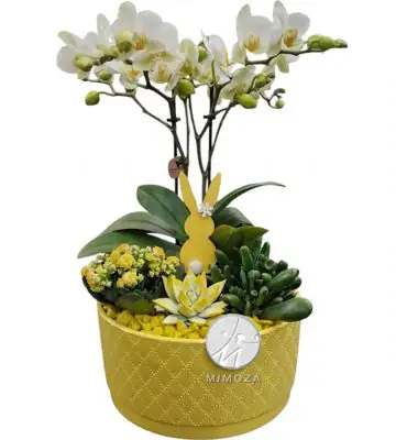 Аранжировка D25 H38 - Plant arrangement