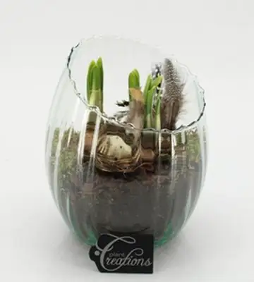 Нарциси в стъклен съд D16 H20 - Narcissus Tete a Tete