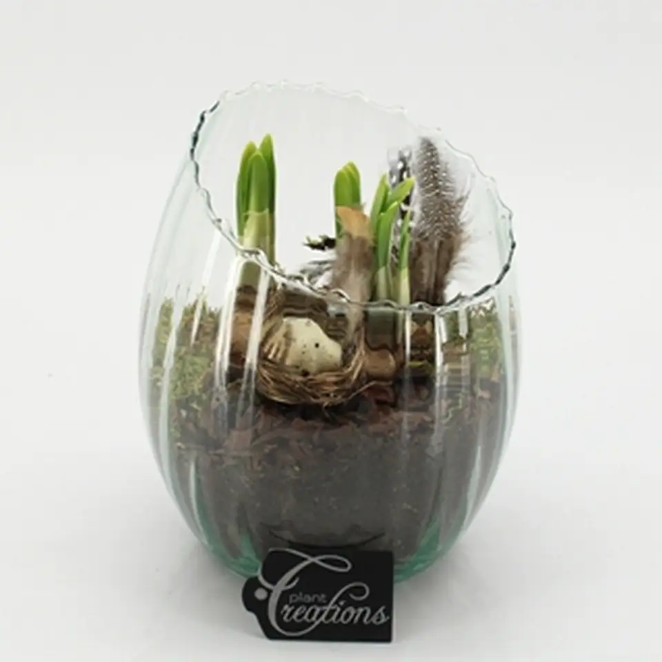 Нарциси в стъклен съд D16 H20 - Narcissus Tete a Tete