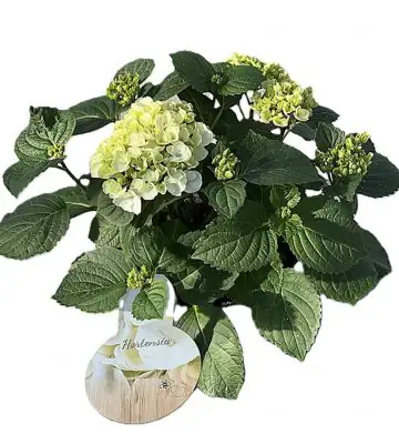 Хортензия D14 H40 - Hydrangea mac Hi White Sun
