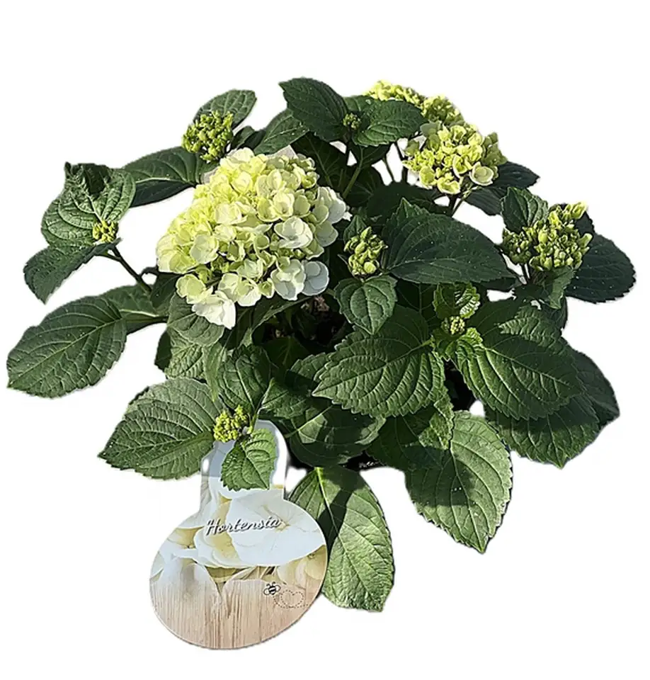 Хортензия D14 H40 - Hydrangea mac Hi White Sun